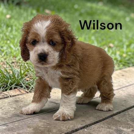puppy, for, sale, Cocker Spaniel, Joe & Cherri  Overlease, dog, breeder, Miller, MO, dog-breeder, puppy-for-sale, forsale, nearby, find, puppyfind, locator, puppylocator, aca